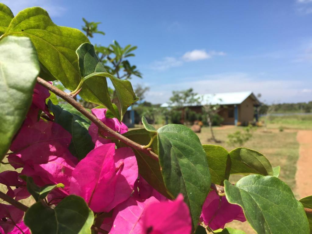 Rho Sigiriya Lake Edge Retreat Kibissa Luaran gambar